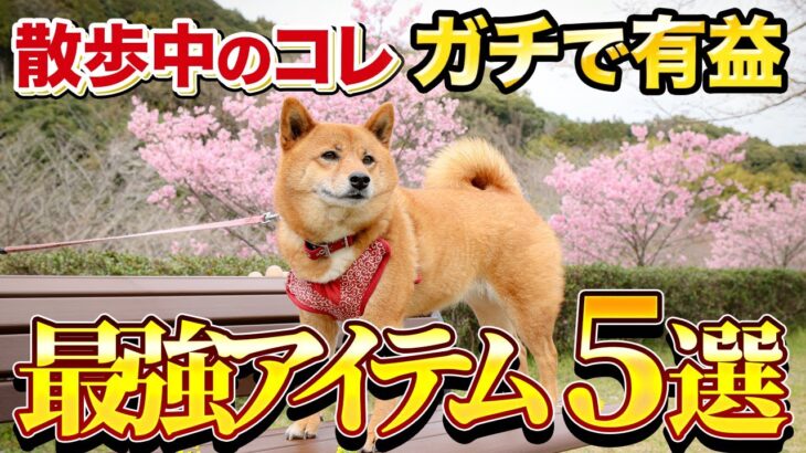 【有料級】犬の散歩の便利アイテム5選！プロドッグトレーナー推薦！