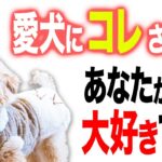 【大好き】愛犬が最愛の人にだけ見せる行動・仕草5選【プロドッグトレーナー】