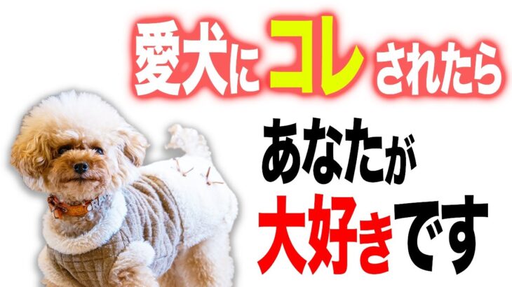 【大好き】愛犬が最愛の人にだけ見せる行動・仕草5選【プロドッグトレーナー】