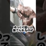 愛犬に「ありがとう」をちゃんと伝える方法厳選5選 #dog #犬のいる暮らし #犬のしつけ #犬