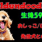 ゴールデンドゥードル生後59日目トイレ/しつけ/先住犬