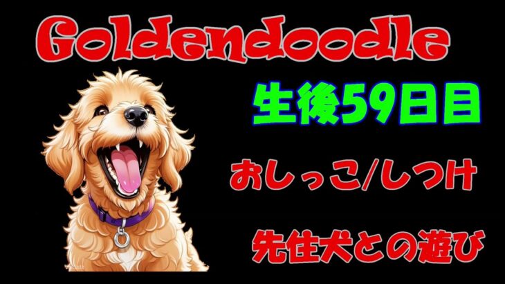 ゴールデンドゥードル生後59日目トイレ/しつけ/先住犬