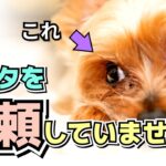 飼い主を信頼してない犬がする6つの仕草｜信頼関係を築くコツ｜しつけ方法