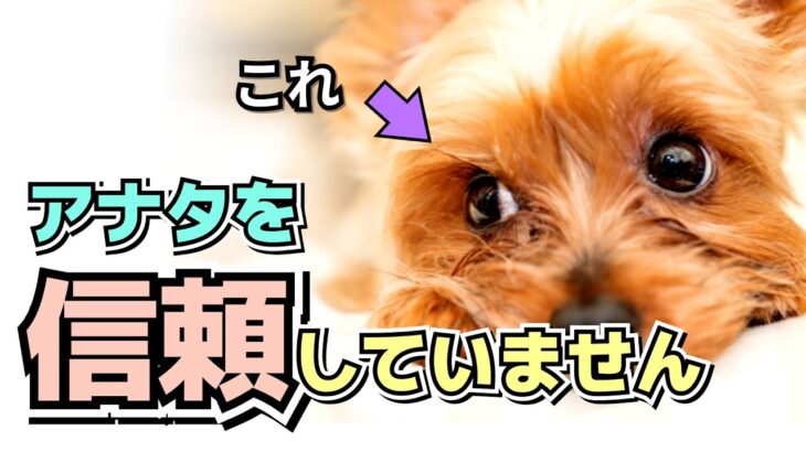 飼い主を信頼してない犬がする6つの仕草｜信頼関係を築くコツ｜しつけ方法