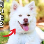 【危険】犬が飼い主を馬鹿にしている行動8選を紹介