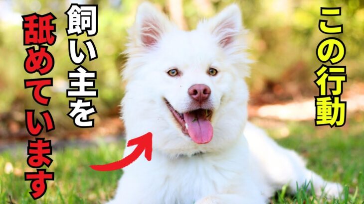 【危険】犬が飼い主を馬鹿にしている行動8選を紹介