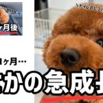 【犬🐶トイレのしつけ】トイプードル9ヶ月の男の子！まさかの急成長✨