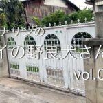 タイの野良犬さんぽー００４：DOGGY STATION/犬のしつけ・問題行動・犬の心理学・犬の行動学・ドッグビヘイビアリスト