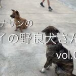 タイの野良犬さんぽー００６：DOGGY STATION/犬のしつけ・問題行動・犬の心理学・犬の行動学・ドッグビヘイビアリスト