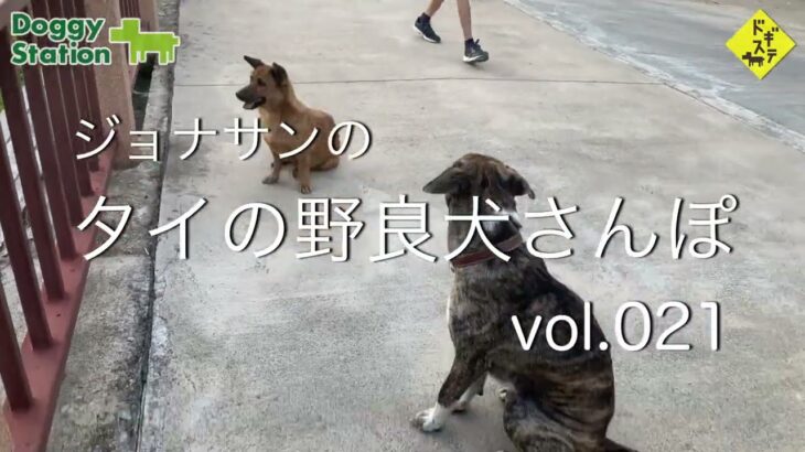 タイの野良犬さんぽー００６：DOGGY STATION/犬のしつけ・問題行動・犬の心理学・犬の行動学・ドッグビヘイビアリスト