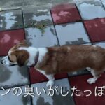 タイの野良犬さんぽー００５：DOGGY STATION/犬のしつけ・問題行動・犬の心理学・犬の行動学・ドッグビヘイビアリスト