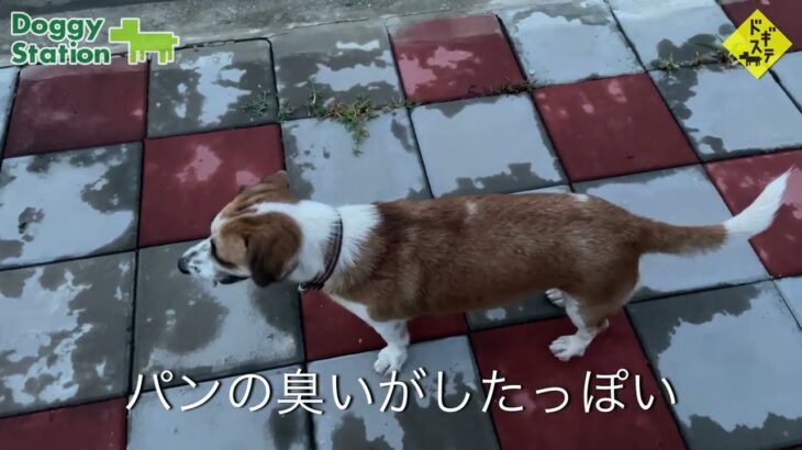 タイの野良犬さんぽー００５：DOGGY STATION/犬のしつけ・問題行動・犬の心理学・犬の行動学・ドッグビヘイビアリスト