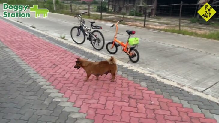 タイの野良犬さんぽー００７：DOGGY STATION/犬のしつけ・問題行動・犬の心理学・犬の行動学・ドッグビヘイビアリスト