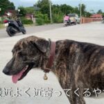 タイの野良犬さんぽー００８：DOGGY STATION/犬のしつけ・問題行動・犬の心理学・犬の行動学・ドッグビヘイビアリスト