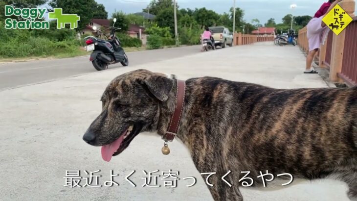 タイの野良犬さんぽー００８：DOGGY STATION/犬のしつけ・問題行動・犬の心理学・犬の行動学・ドッグビヘイビアリスト