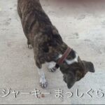 タイの野良犬さんぽー００９：DOGGY STATION/犬のしつけ・問題行動・犬の心理学・犬の行動学・ドッグビヘイビアリスト