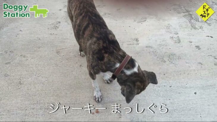 タイの野良犬さんぽー００９：DOGGY STATION/犬のしつけ・問題行動・犬の心理学・犬の行動学・ドッグビヘイビアリスト