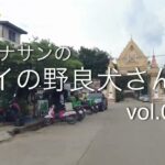 タイの野良犬さんぽー０１０：DOGGY STATION/犬のしつけ・問題行動・犬の心理学・犬の行動学・ドッグビヘイビアリスト