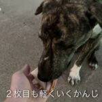 タイの野良犬さんぽー０１１：DOGGY STATION/犬のしつけ・問題行動・犬の心理学・犬の行動学・ドッグビヘイビアリスト