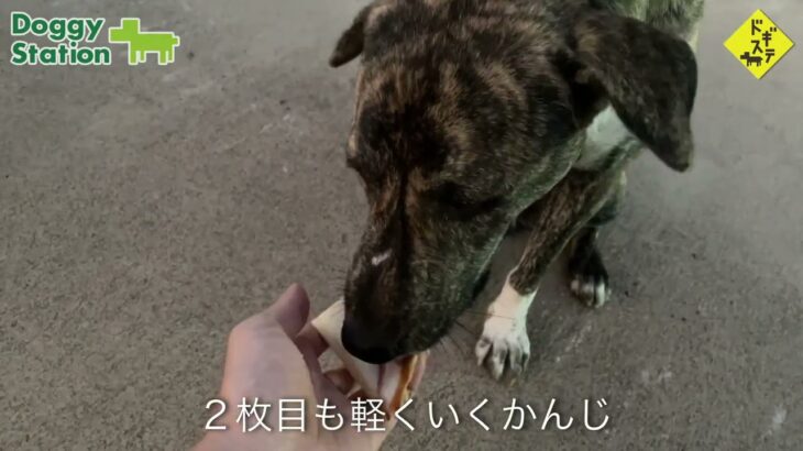 タイの野良犬さんぽー０１１：DOGGY STATION/犬のしつけ・問題行動・犬の心理学・犬の行動学・ドッグビヘイビアリスト