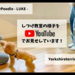 ［飼い主さんが学ぶしつけ教室］Day 25 – Ponta&Luke –