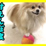 愛犬が当てはまっているかも【寂しがり屋な犬】の共通点と飼い主さんができること【私は犬が好き I love Dogs】