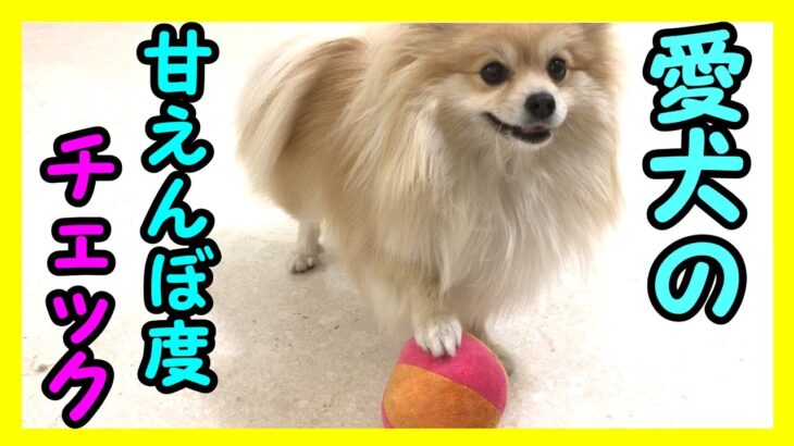 愛犬が当てはまっているかも【寂しがり屋な犬】の共通点と飼い主さんができること【私は犬が好き I love Dogs】