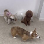 ＃犬のようちえん　＃犬のほいくえん　＃犬お泊りトレーニング　　#子犬しつけ  #しつけ教室 　#プードル   ＃MIX犬  ＃犬のしつけ　#パピートレーニング