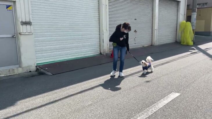 MIX犬の”こころくん”と散歩トレーニング！