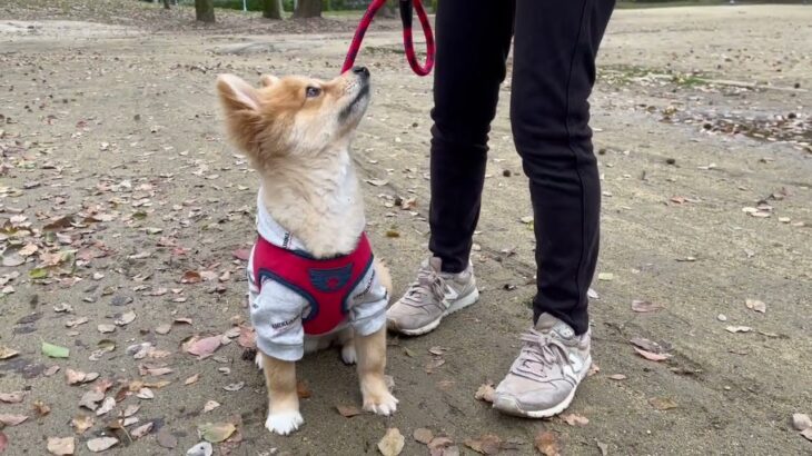 MIX犬の”コタロウくん”と散歩トレーニング！