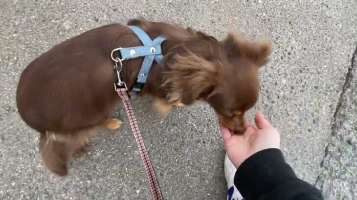 MIX犬の”クウくん”と散歩トレーニング！