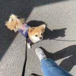 MIX犬の”ぽんたくん”と散歩トレーニング！