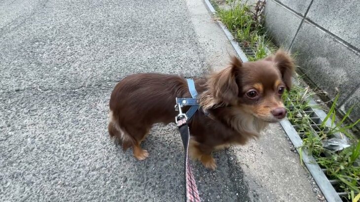 MIX犬の”クウくん”と散歩トレーニング！