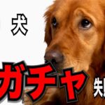 【飼い主の勘違い！？犬にとってNG行動７】良かれと思ってしたことが 愛犬にとって可哀想な結果に…犬は嫌がっていた！？#ペット #犬のしつけ #犬の健康