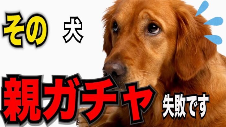 【飼い主の勘違い！？犬にとってNG行動７】良かれと思ってしたことが 愛犬にとって可哀想な結果に…犬は嫌がっていた！？#ペット #犬のしつけ #犬の健康