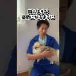 絶対NGな抱っこの仕方とは？ #犬のしつけ #dog #犬の抱っこ