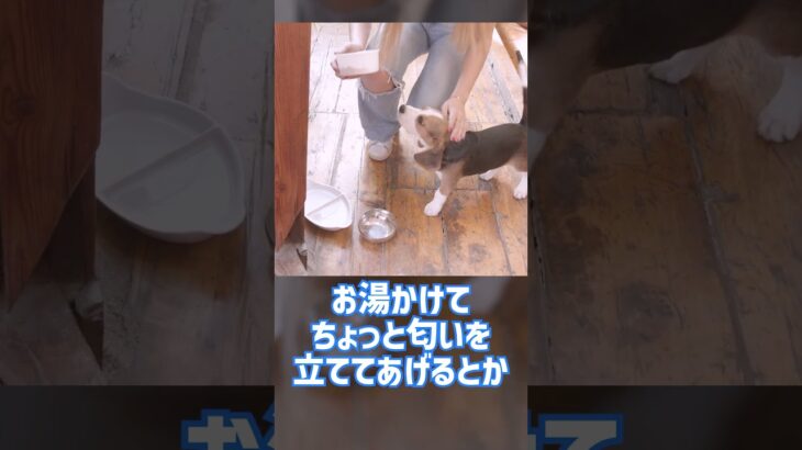 Q：ドッグフードって良いんですか？#dogtraining #dogshorts #かわいい犬