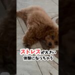 犬が本当に怖がるモノTOP5#犬のしつけ #犬のストレス#怖がり犬