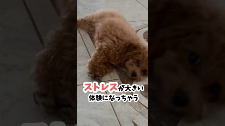 犬が本当に怖がるモノTOP5#犬のしつけ #犬のストレス#怖がり犬