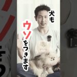 犬がよくつくカワイイうそTOP5 #犬のしつけ #dog #いぬのきもち