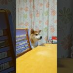 柴犬VSしつけ用スプレー#shorts #柴犬