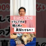 どうして犬は他の犬の真似をするの？ #犬のしつけ #dog #犬のいる暮らし