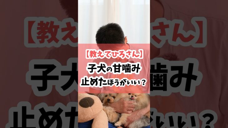 子犬の甘噛み、止めた方がいいの？ #犬のしつけ #dog #甘噛み