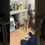 保護犬のご飯を離れたところから #dog #ライトニング  #犬動画