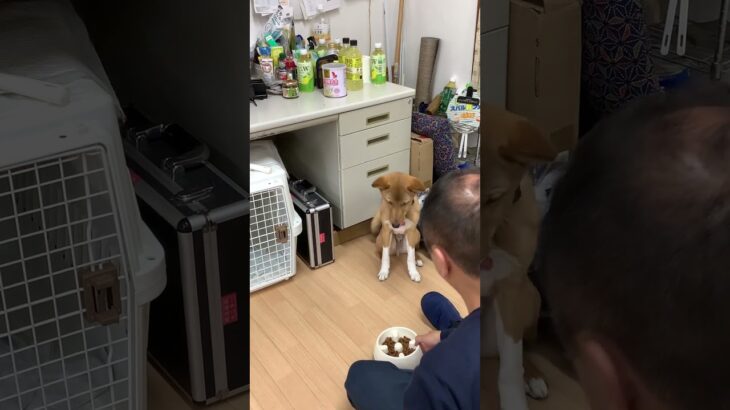 保護犬のご飯を離れたところから #dog #ライトニング  #犬動画