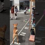 【保護犬ソックス】スタッフ出社  #犬動画 #dog #雑種