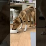 #保護犬　ソックス練習 #dog #ライトニング