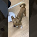 ご飯前のそわそわ #dog #ライトニング#犬動画 #lightning