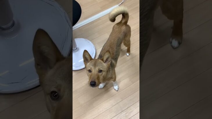 ご飯前のそわそわ #dog #ライトニング#犬動画 #lightning