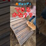 でっきるかな！？ドッグランでえらい踏ん張るポメチワ犬とトレーナーになりきる飼い主 #dog #pomeranian #犬のしつけ